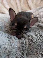 Lil sis, a female French Bulldog for sale in Riverbank, CA – 2 of 2