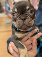 Lil sis, a female French Bulldog for sale in Riverbank, CA – 4 of 5