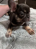 Bear, a male French Bulldog for sale in Riverbank, CA – 2 of 3