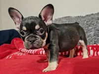 Choco, a male French Bulldog for sale in Riverbank, CA – Photo 2 of 4