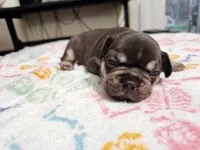 Choco, a male French Bulldog for sale in Riverbank, CA – Photo 3 of 4