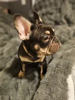 Choco, a male French Bulldog for sale in Riverbank, CA – Photo 4 of 4