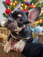 Choco, a male French Bulldog for sale in Riverbank, CA – Photo 1 of 4