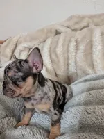 Big sis, a female French Bulldog for sale in Riverbank, CA – 2 of 3