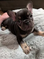 Bear, a male French Bulldog for sale in Riverbank, CA – 1 of 3