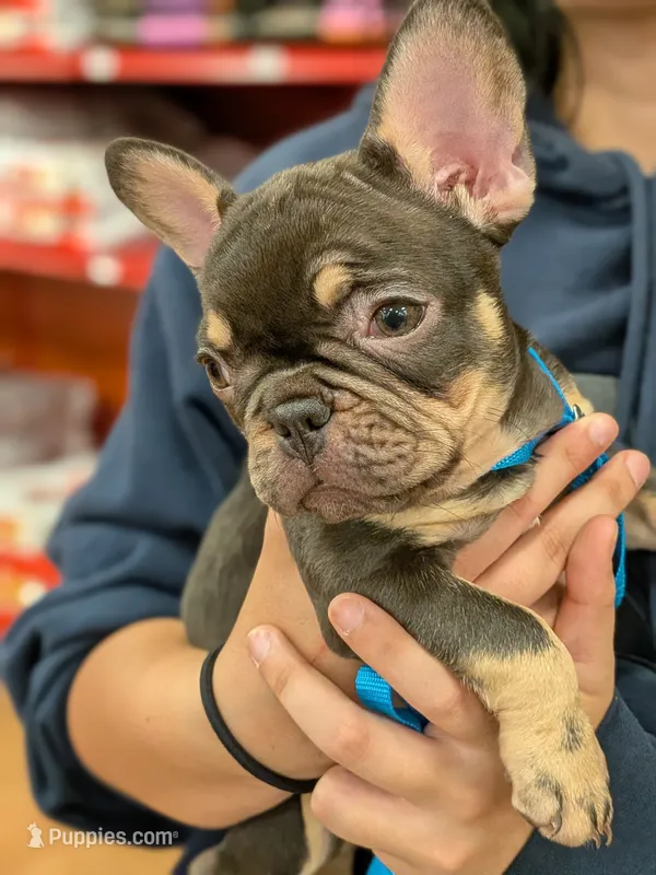 Lil sis – French Bulldog puppy for sale in Riverbank, CA