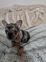 Big sis, a female French Bulldog for sale in Riverbank, CA – 3 of 3