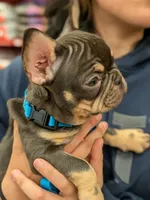 Lil sis, a female French Bulldog for sale in Riverbank, CA – 5 of 5