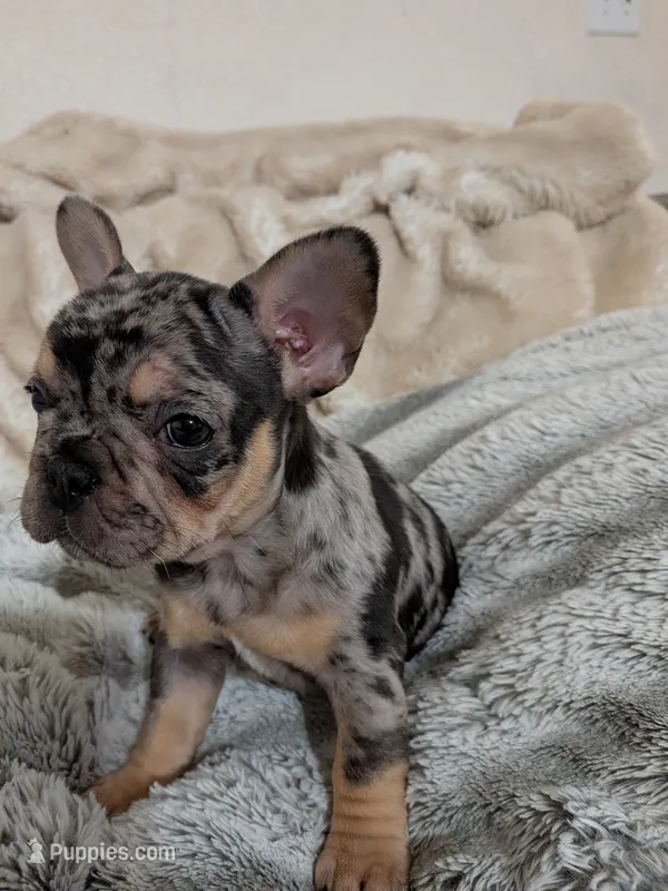 Big sis, a female French Bulldog for sale in Riverbank, CA – 1 of 3