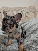 Big sis, a female French Bulldog for sale in Riverbank, CA – 1 of 3