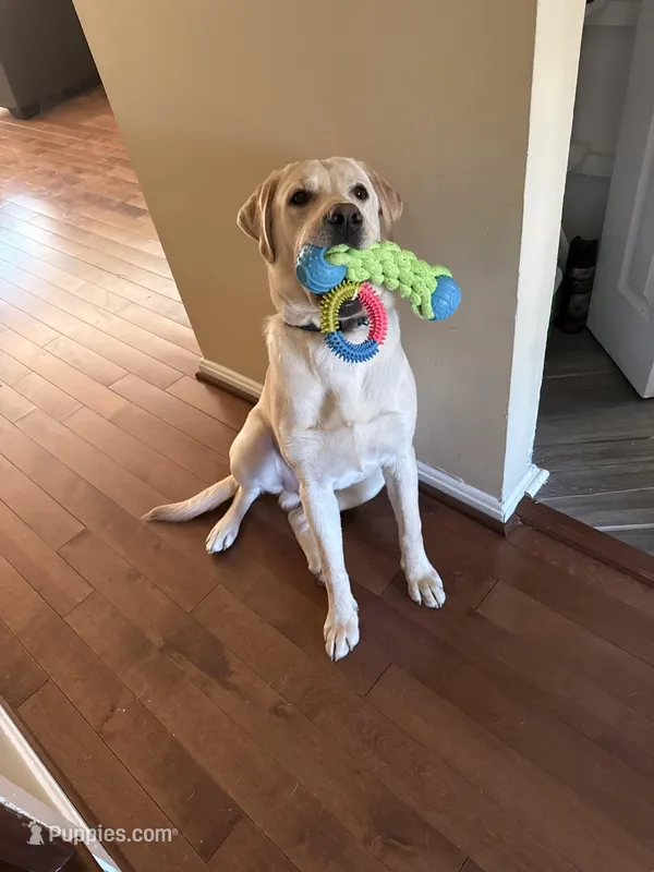 Charlie  – Labrador Retriever puppy for sale in Owings, MD