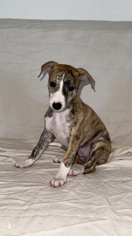 Cima – Whippet puppy for sale in Yucca Valley, CA