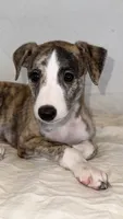 Chella (Coachella), a female Whippet for sale in Yucca Valley, CA – 2 of 10