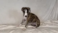 Chella (Coachella), a female Whippet for sale in Yucca Valley, CA – 3 of 10