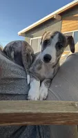 Chella (Coachella), a female Whippet for sale in Yucca Valley, CA – 10 of 10