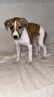 Aster, a female Whippet for sale in Yucca Valley, CA – 3 of 10