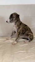 Chella (Coachella), a female Whippet for sale in Yucca Valley, CA – 4 of 10