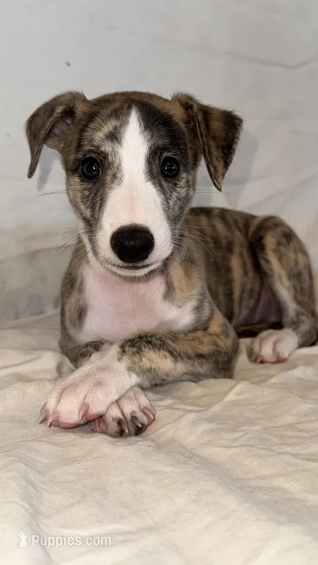 Chella (Coachella) – Whippet puppy for sale in Yucca Valley, CA