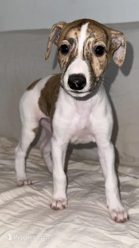 Aster – Whippet puppy for sale in Yucca Valley, CA