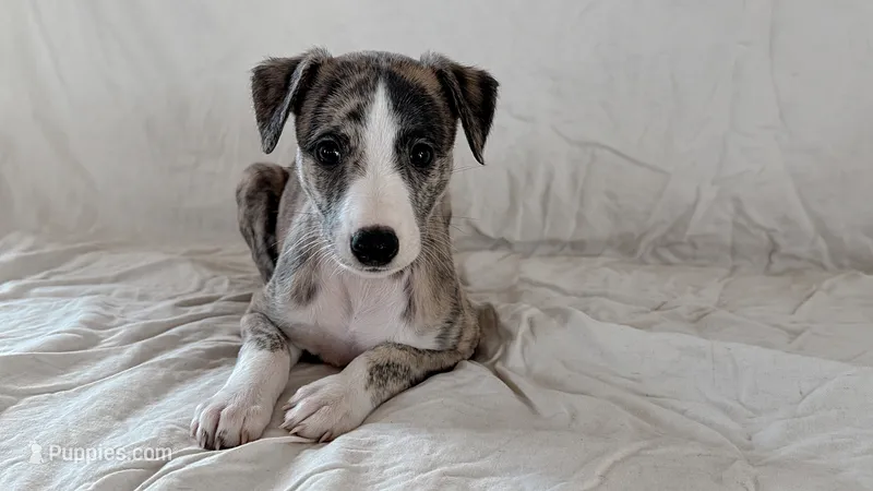 Chella (Coachella) – Whippet puppy for sale in Yucca Valley, CA
