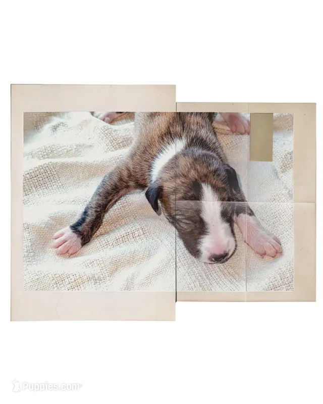 Cima – Whippet puppy for sale in Yucca Valley, CA