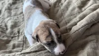 Aster, a female Whippet for sale in Yucca Valley, CA – 6 of 10