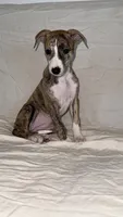 Cima, a female Whippet for sale in Yucca Valley, CA – 2 of 10