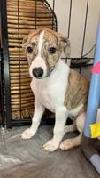 Aster, a female Whippet for sale in Yucca Valley, CA – 10 of 10