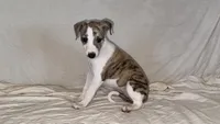 Yuma, a female Whippet for sale in Yucca Valley, CA – 4 of 10