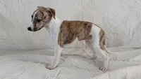 Aster, a female Whippet for sale in Yucca Valley, CA – 2 of 10
