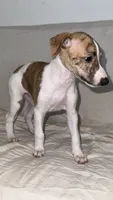 Aster, a female Whippet for sale in Yucca Valley, CA – 4 of 10