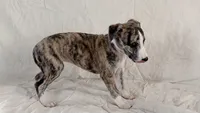 Chella (Coachella), a female Whippet for sale in Yucca Valley, CA – 7 of 10