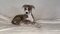 Cima, a female Whippet for sale in Yucca Valley, CA – 3 of 10