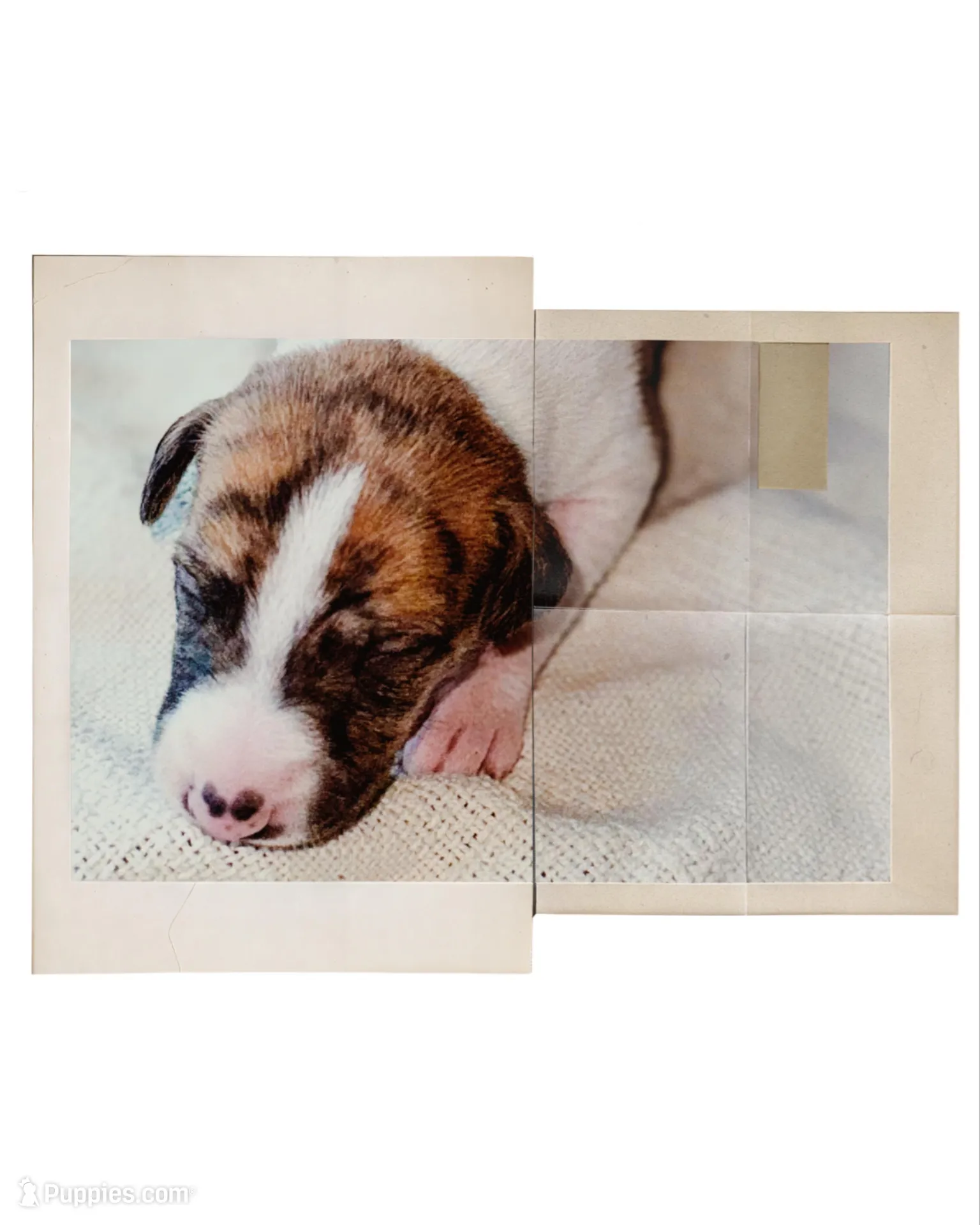 Aster, a female Whippet for sale in Yucca Valley, CA – Photo 1 of 3