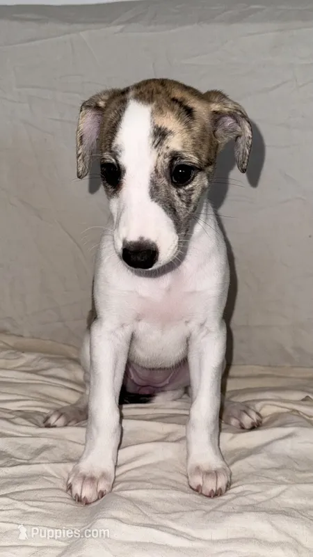 Yuma – Whippet puppy for sale in Yucca Valley, CA