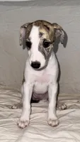 Yuma, a female Whippet for sale in Yucca Valley, CA – 1 of 10