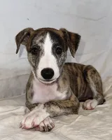 Chella (Coachella), a female Whippet for sale in Yucca Valley, CA – 1 of 10