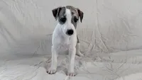 Yuma, a female Whippet for sale in Yucca Valley, CA – 5 of 10