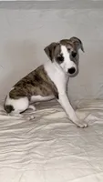 Yuma, a female Whippet for sale in Yucca Valley, CA – 2 of 10