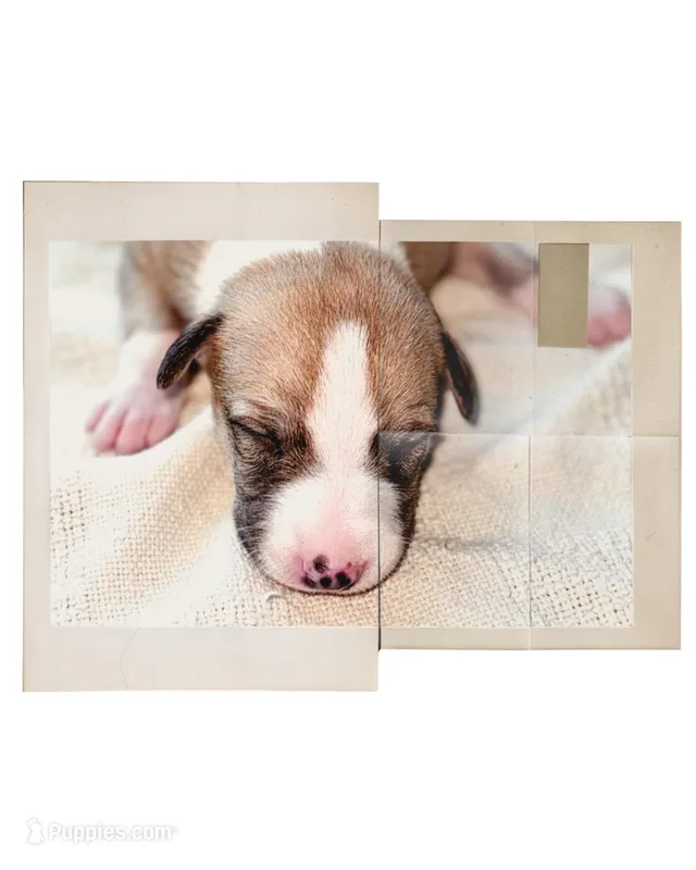 Dune – Whippet puppy for sale in Yucca Valley, CA