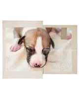 Dune, a male Whippet for sale in Yucca Valley, CA – Photo 1 of 3