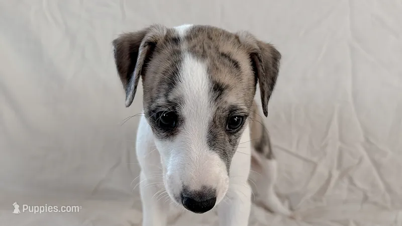 Yuma – Whippet puppy for sale in Yucca Valley, CA