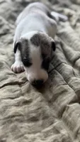 Yuma, a female Whippet for sale in Yucca Valley, CA – 8 of 10