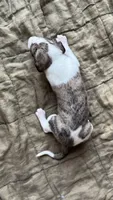 Yuma, a female Whippet for sale in Yucca Valley, CA – 9 of 10