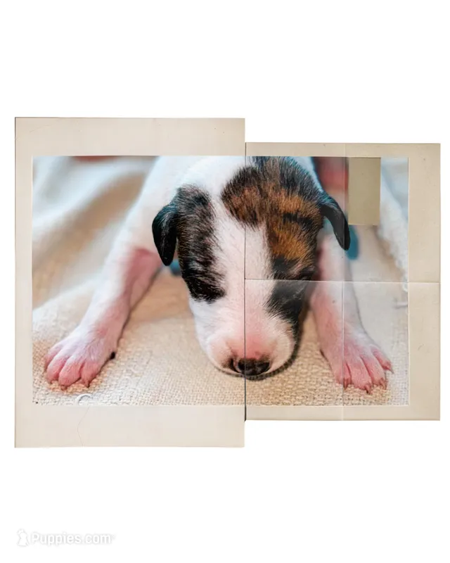 Yuma – Whippet puppy for sale in Yucca Valley, CA