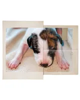 Yuma, a female Whippet for sale in Yucca Valley, CA – Photo 1 of 3