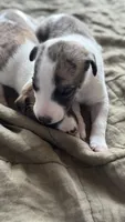 Yuma, a female Whippet for sale in Yucca Valley, CA – 7 of 10