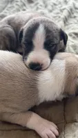 Obsidian, a male Whippet for sale in Yucca Valley, CA – 8 of 9