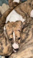 Aster, a female Whippet for sale in Yucca Valley, CA – 8 of 10