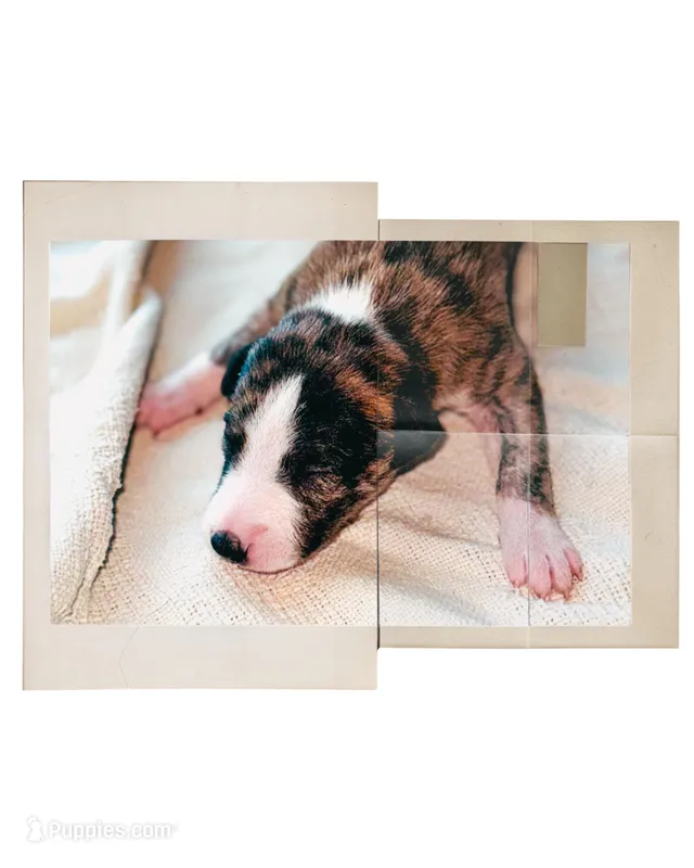 Chella (Coachella) – Whippet puppy for sale in Yucca Valley, CA